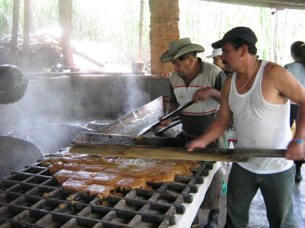 Producción De Panela