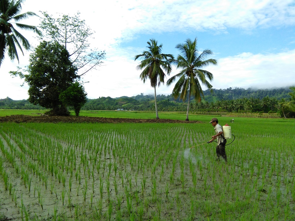 Sulawesi Farmer Rice Agrochemical 1