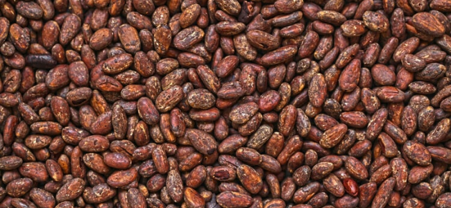 Cacao Grano
