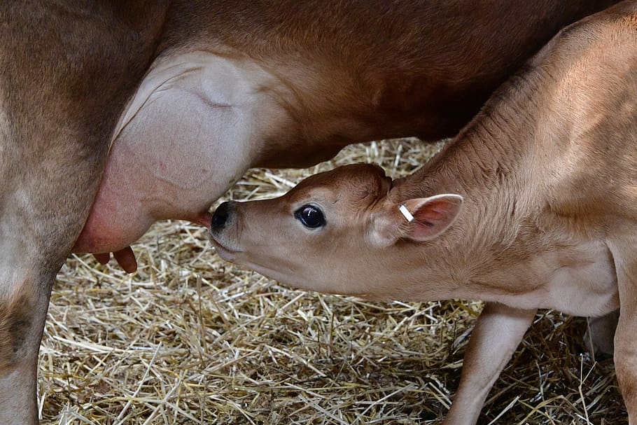 Cow Calf Feeding Milk Udder Cattle