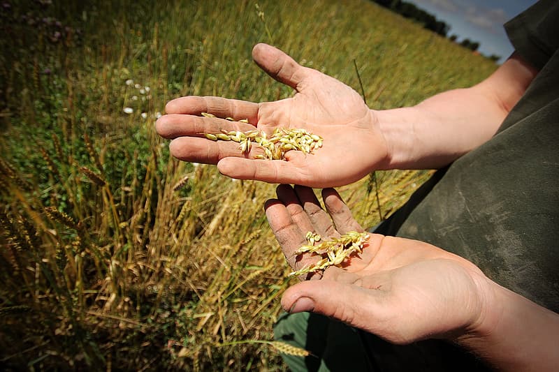 Man Holding Rice Grain
