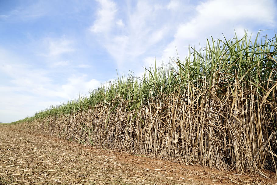 Reed Bed The Sugar Cane Of Sugar Crop Agricultural Farm Harvester