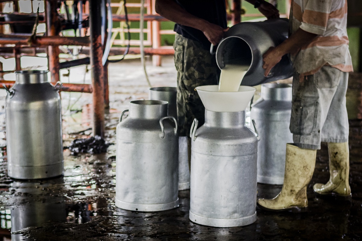Fin De Faena De Ordeño