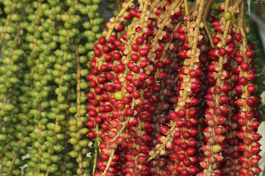 Christmas Palm Tree Adonidija Merrill Adonidia Merrillii Palma