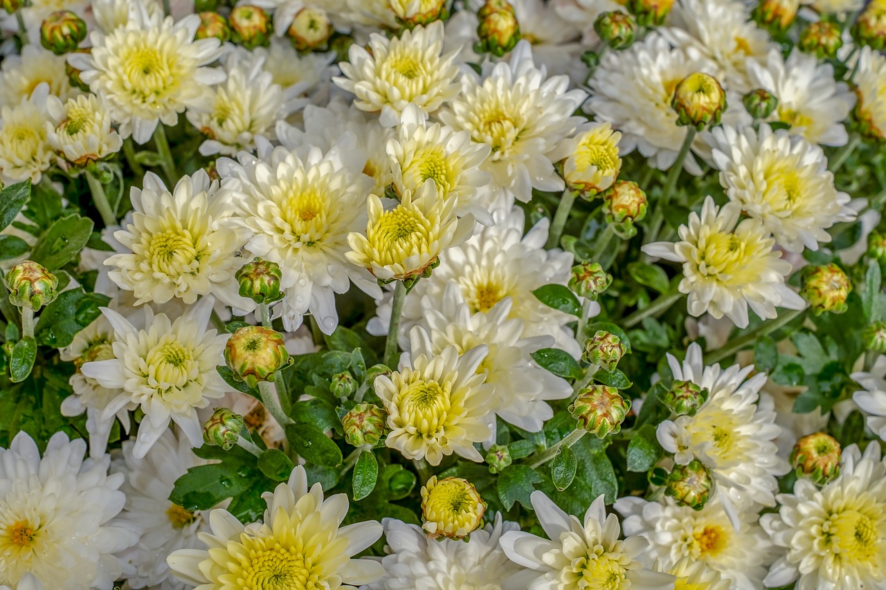 Chrysanthemums 3696577 1280