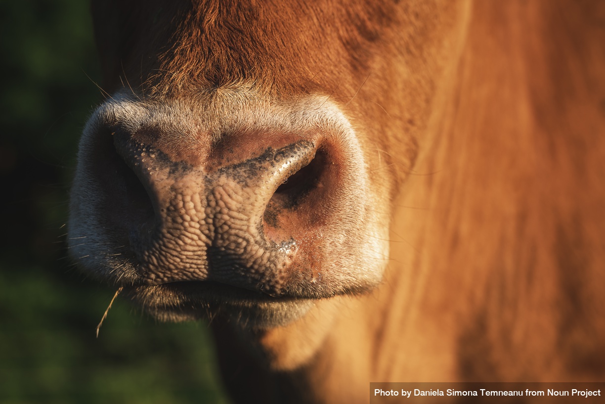 Np Cow Snout Close Up In Sunlight 0Wkyy0 Free