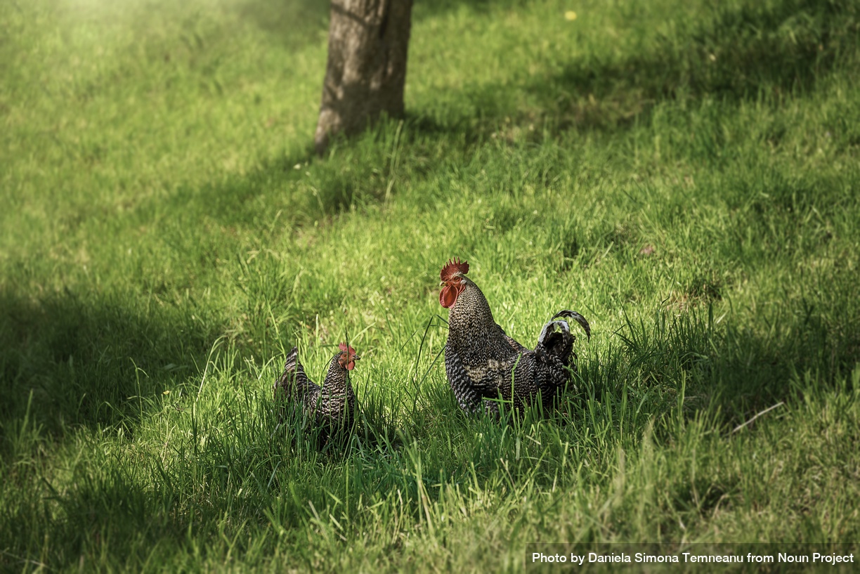 Np Gray Rooster And Hen In Green Grass 5ldLV5 Free