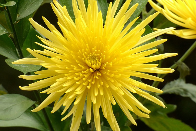 800px Crisantemo Chrysanthemum Spp. 14575419435
