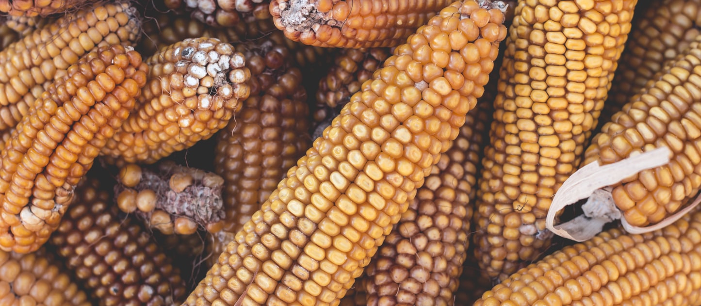 Photo 1539885730572 D0c70bbec14a