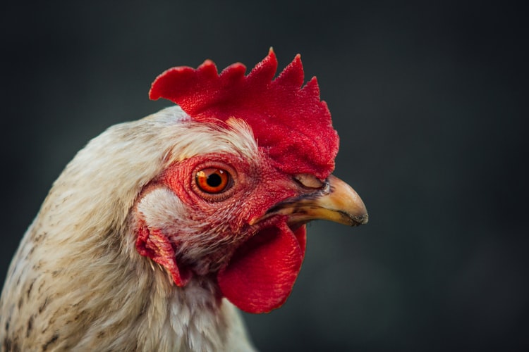 Photo 1559398236 4d358a153c5b