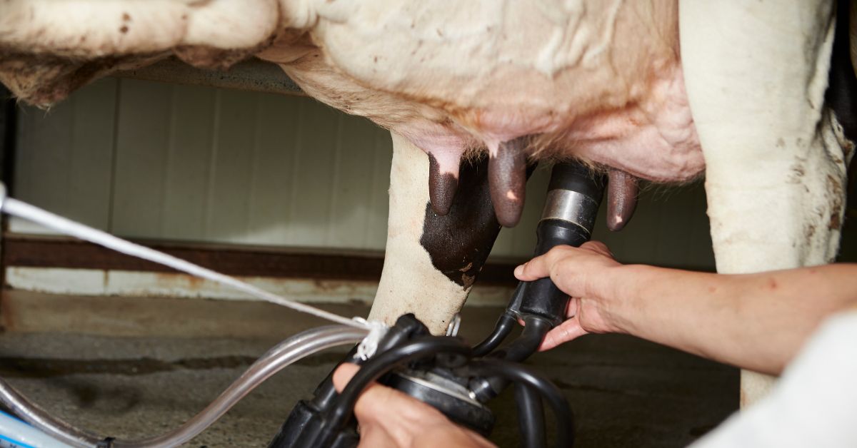 Consumo De Leche Percapita