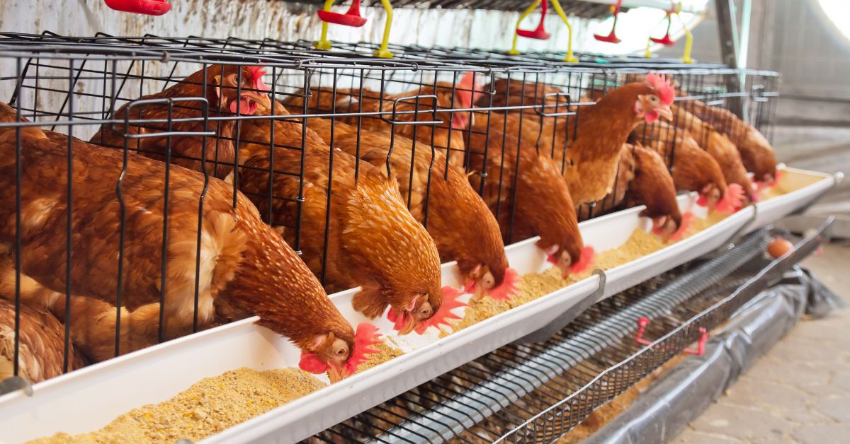Empresas Avícolas En La Región