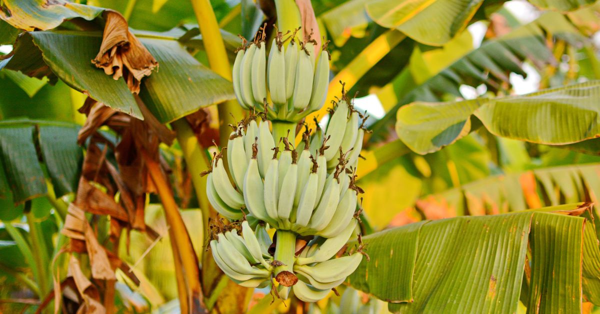 Exportaciones De Banano