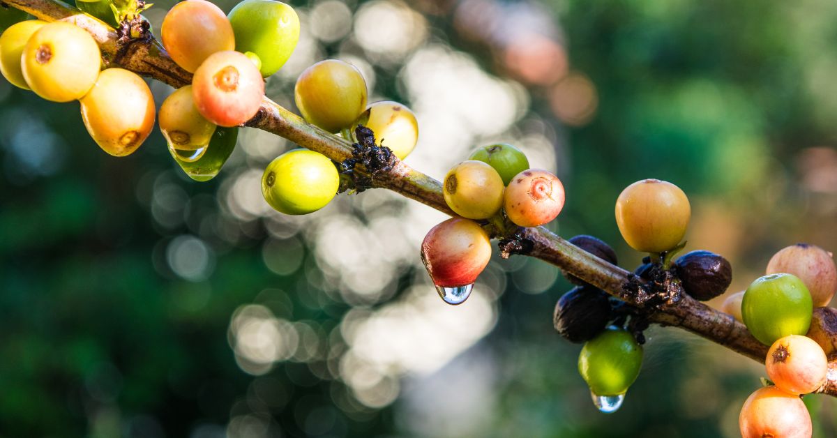 Niña Afecta La Producción De Café