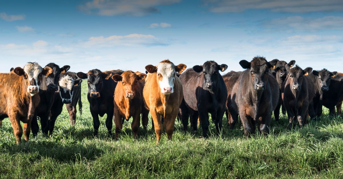 Sacrificio De Bovinos 2023