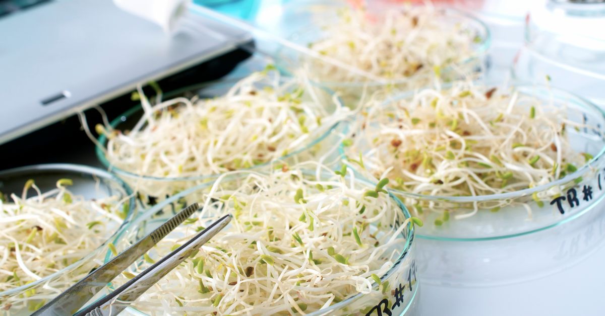 Semillas Transgénicas