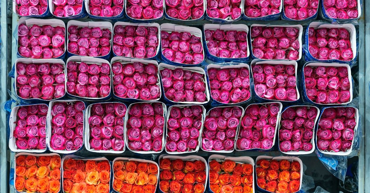 Variedades De Flores