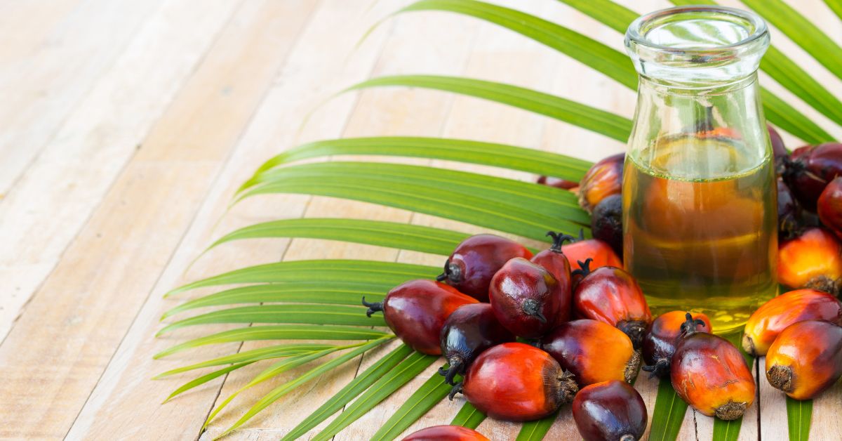 Aceite De Palma Portada