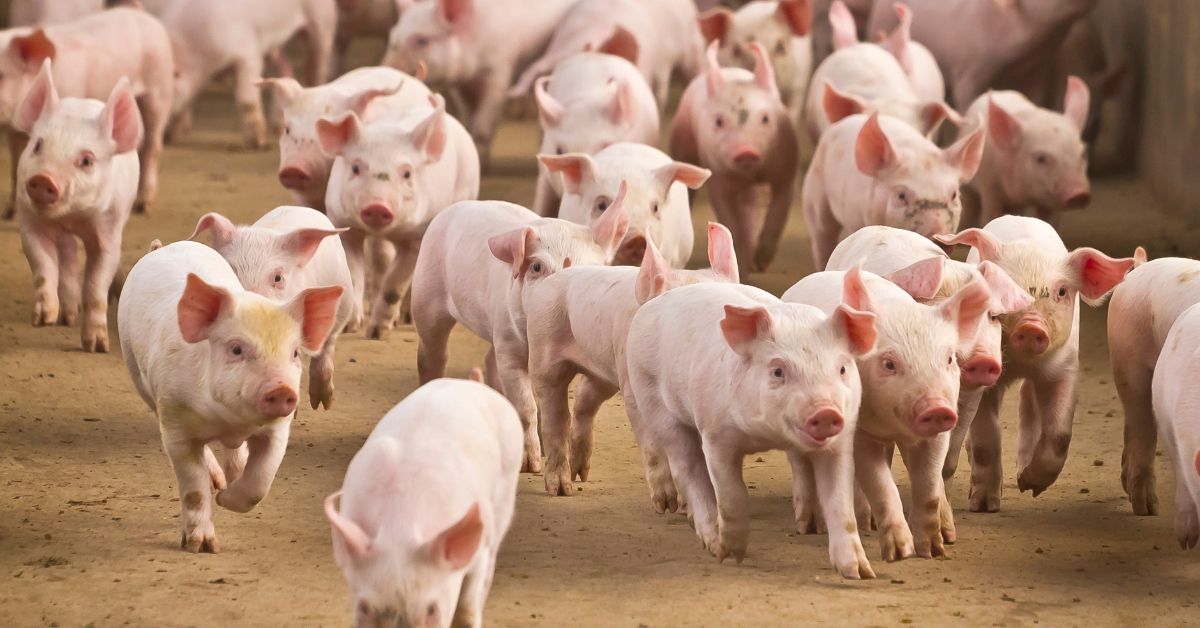 Consumo De Carne De Cerdo