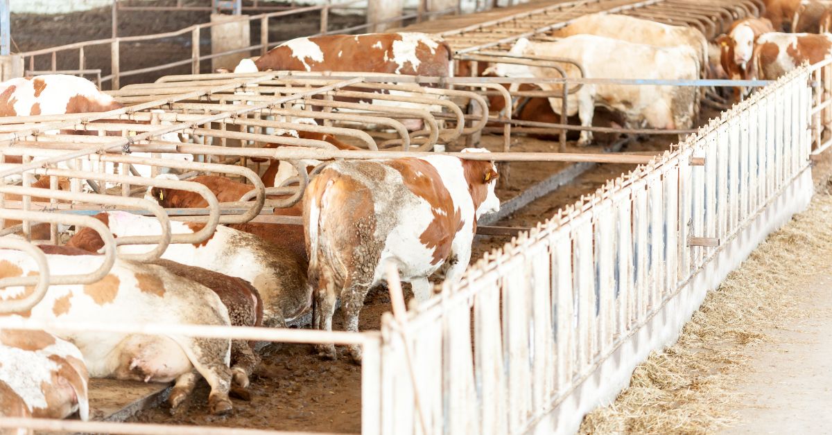 Exportaciones De Ganado