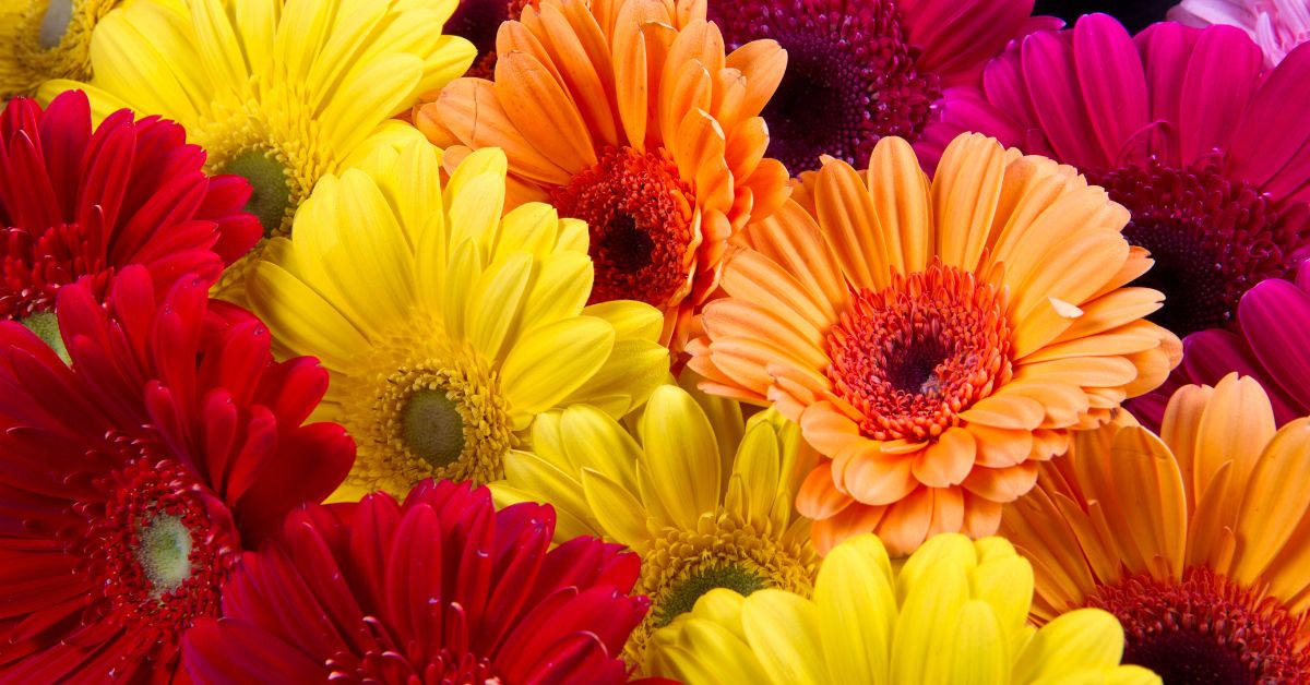 Exportación De Flores