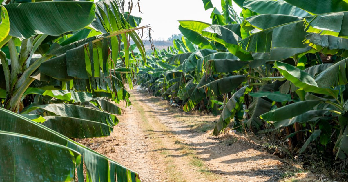 Bananeras Campo Verde