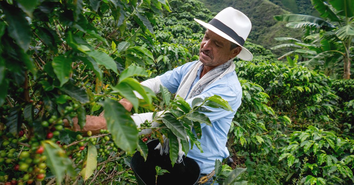 Producción De Café Se Incrementó
