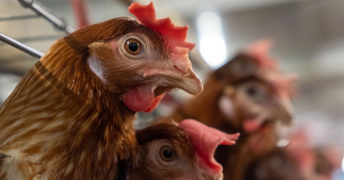 Producción De Pollo