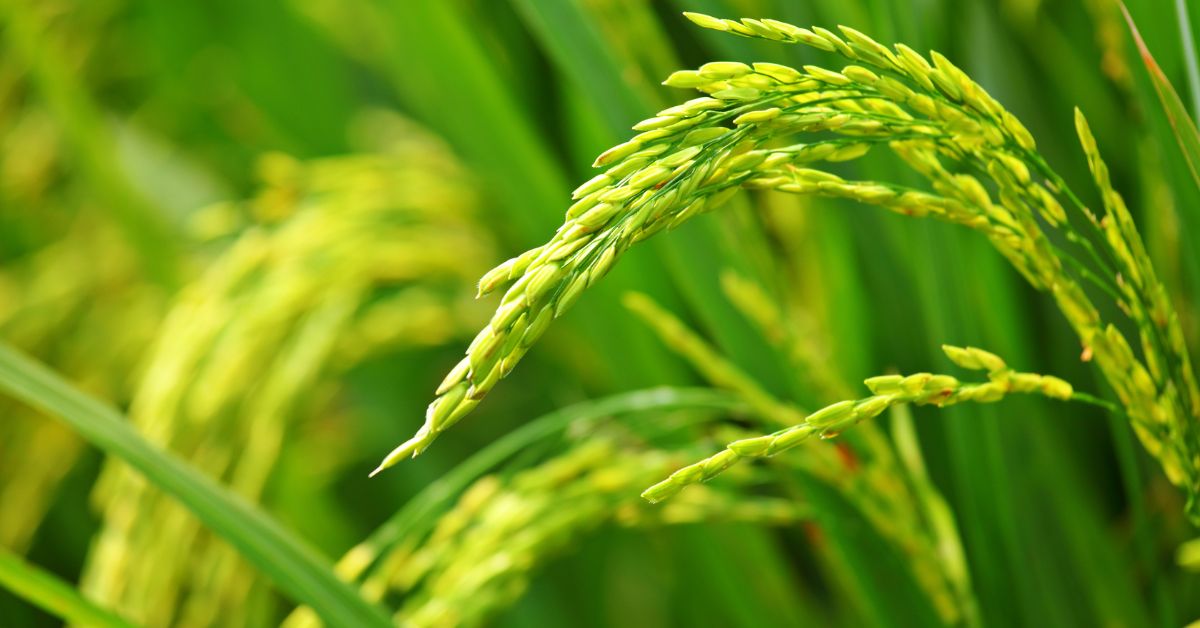 Productores De Arroz