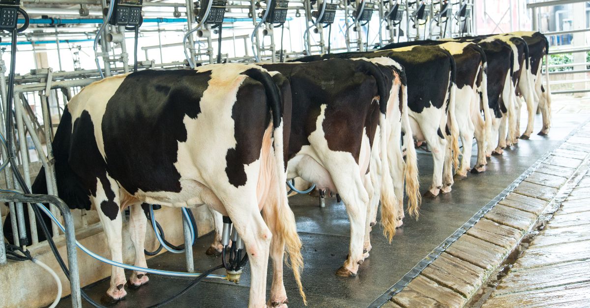 Productores De Leche