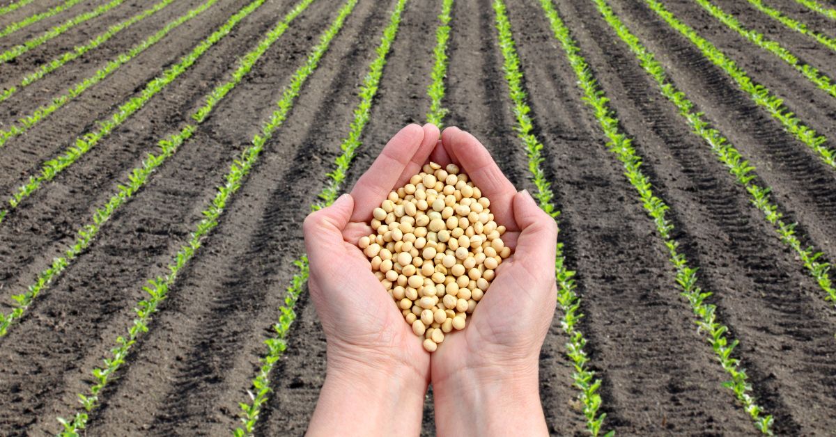 Soya Cultivo