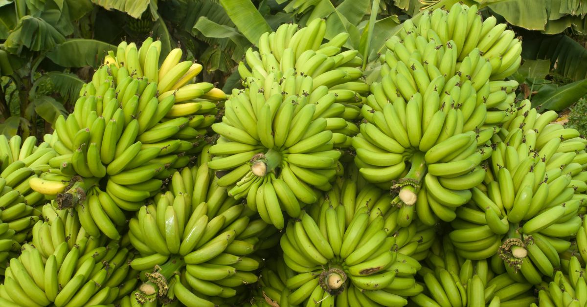 Banana Export