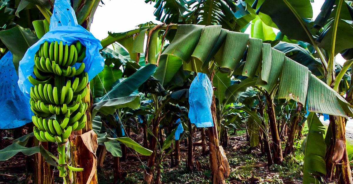 Plantacion Banano Col