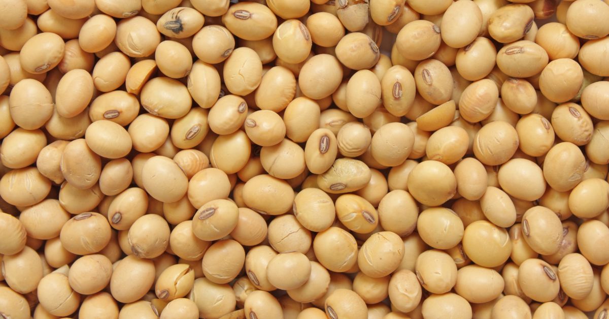 Soja Granos
