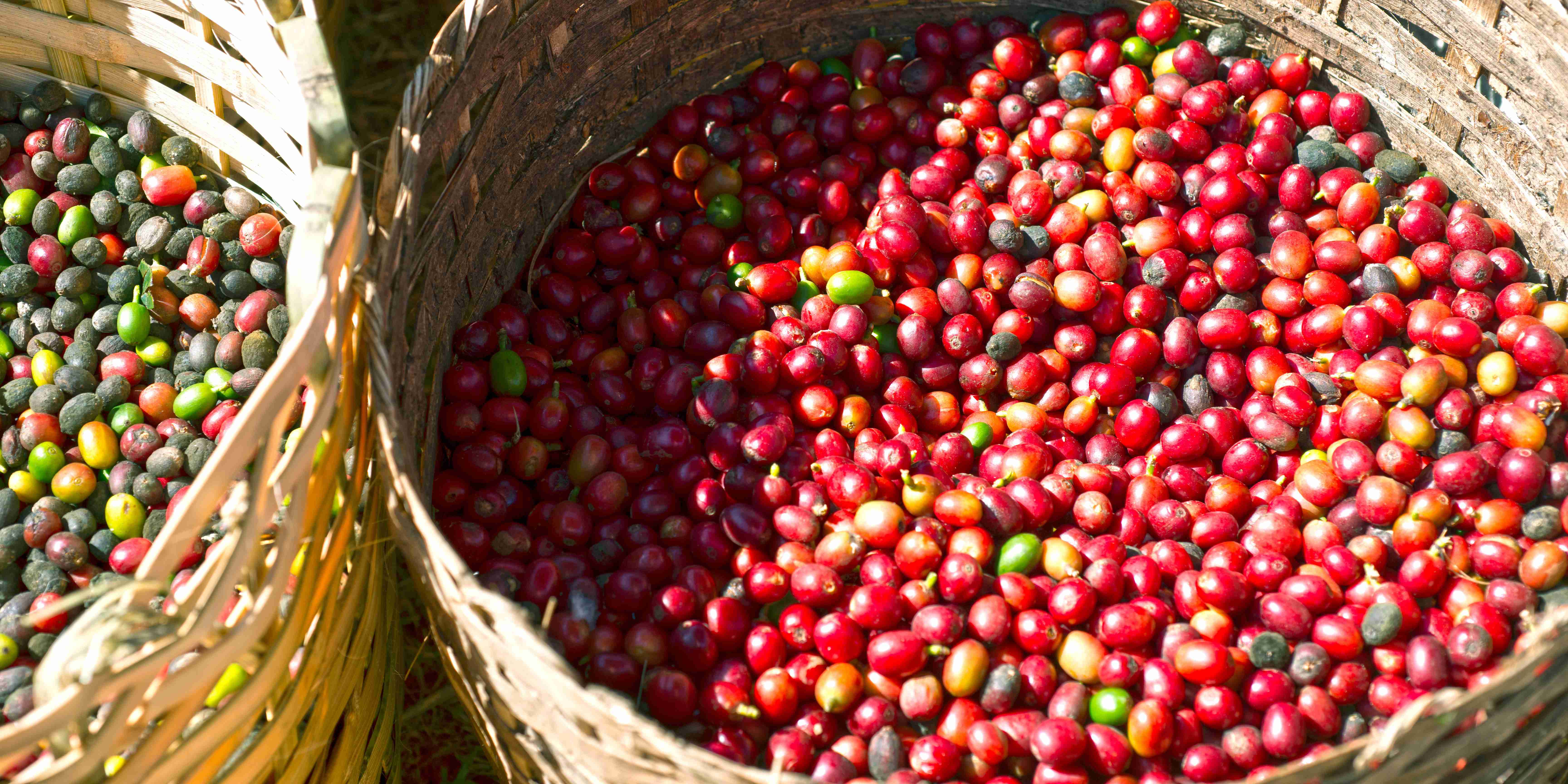 Valora Analitik Cifras Renovacion Cafetera Colombia Cuales Son Las Metas
