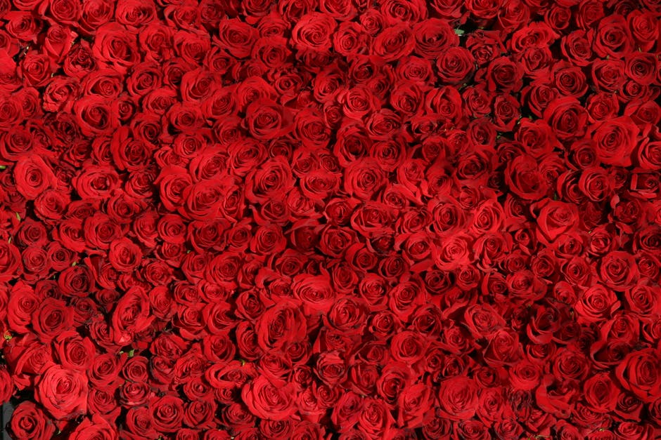 Rose Roses Flowers Red 54320