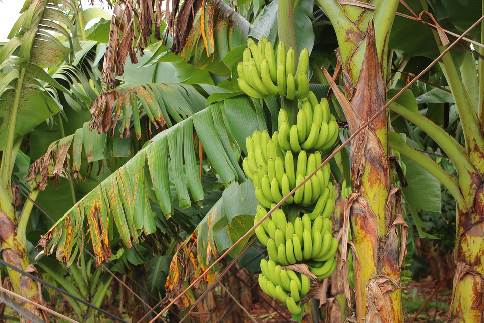 Banana Harvest 2843375 960 720