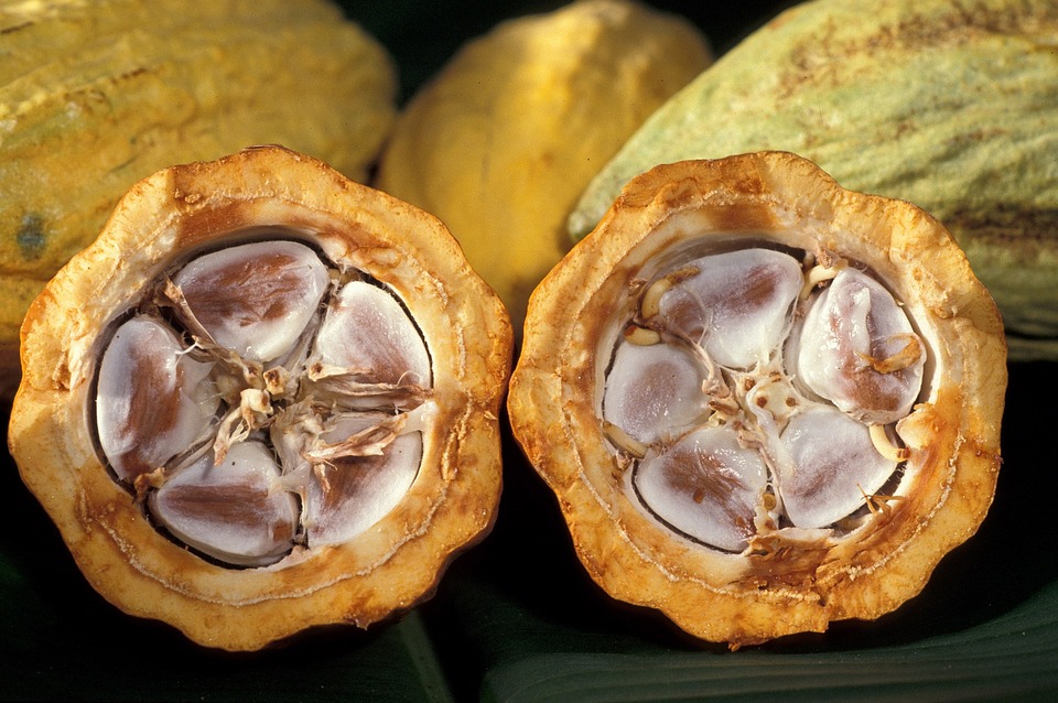 Cacao Pod 1916418 960 720