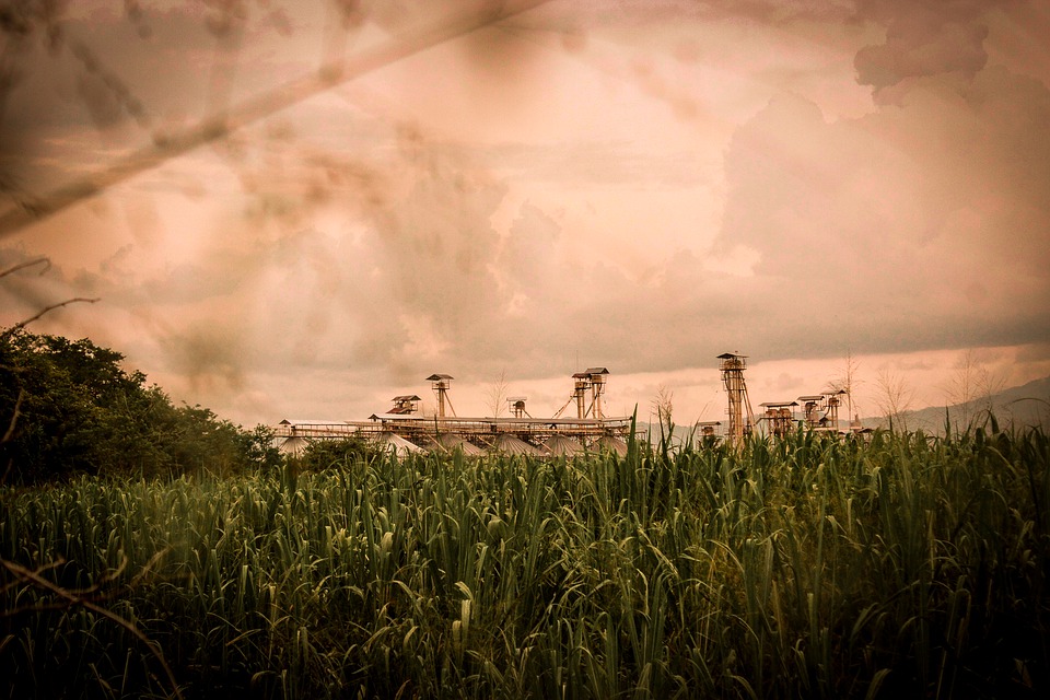 Cane 4306413 960 720