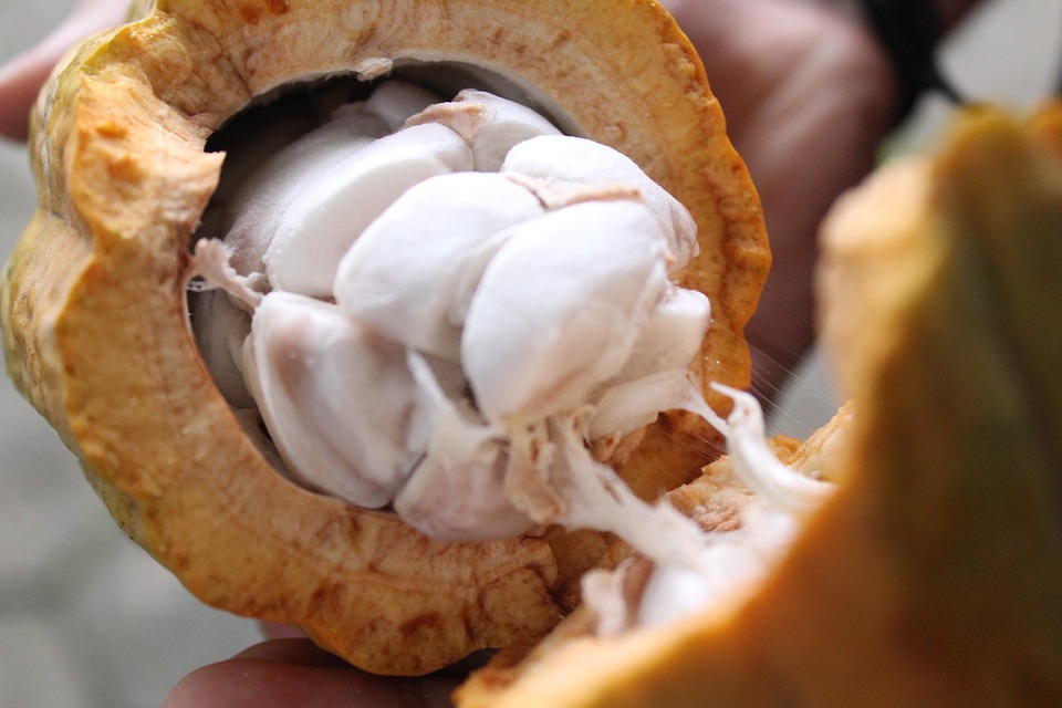 Cocoa 2968602 960 720