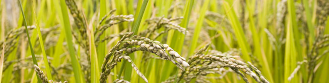 Sect  0035 Arroz
