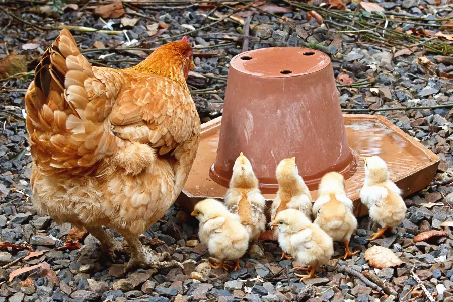 2017 06 08 11 08 25 900x600