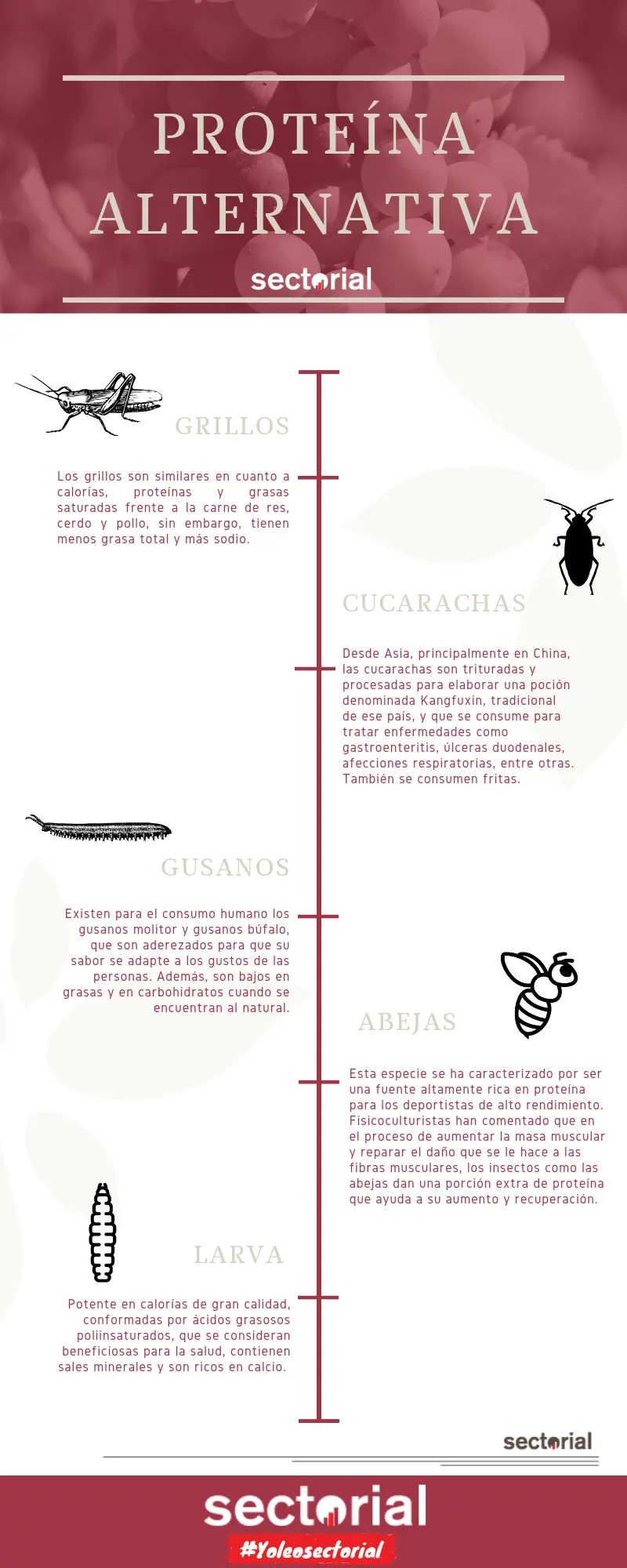 20190712 Cuáles Son Las Proteínas Alternativas A La Carne Y El Pollo Infografía