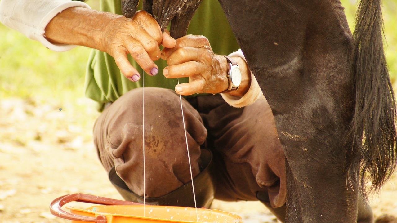 Milking 2553520 1280