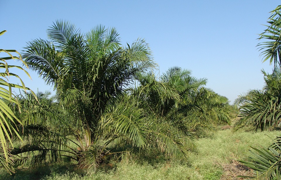 Oil Palm 287878 960 720