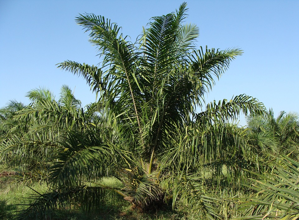 Oil Palm 287899 960 720