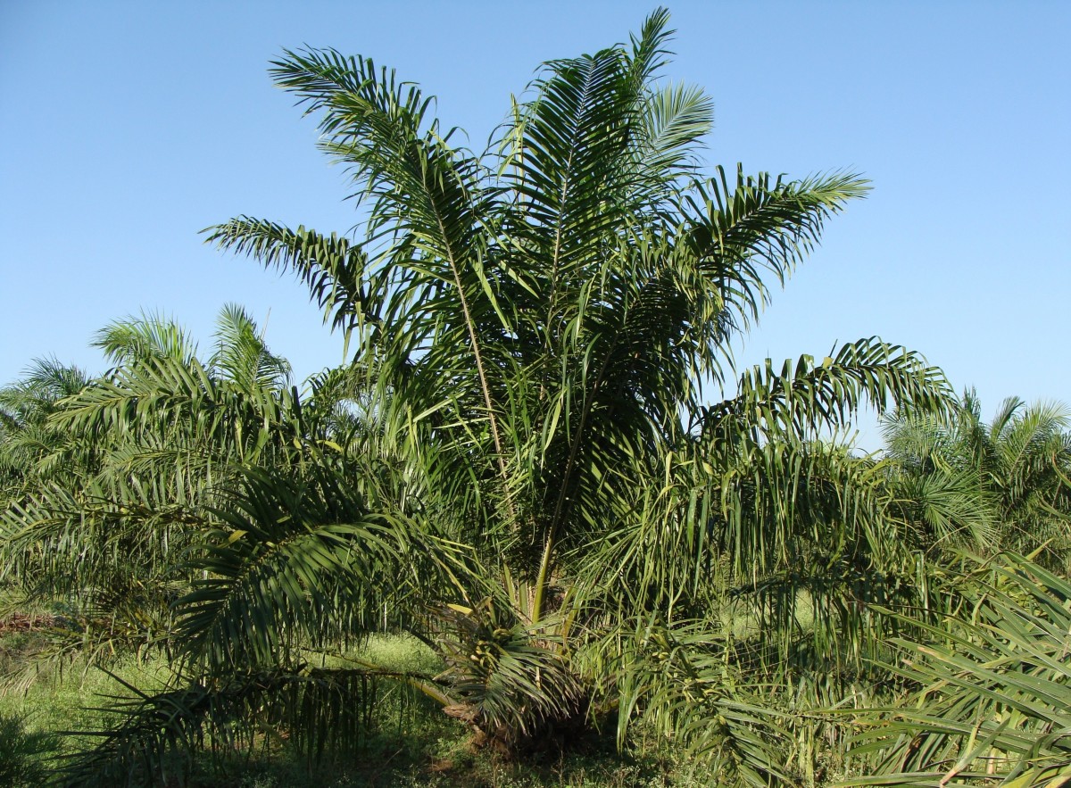 Oil Palm Tree Plantation Horticulture Karnataka India 981884