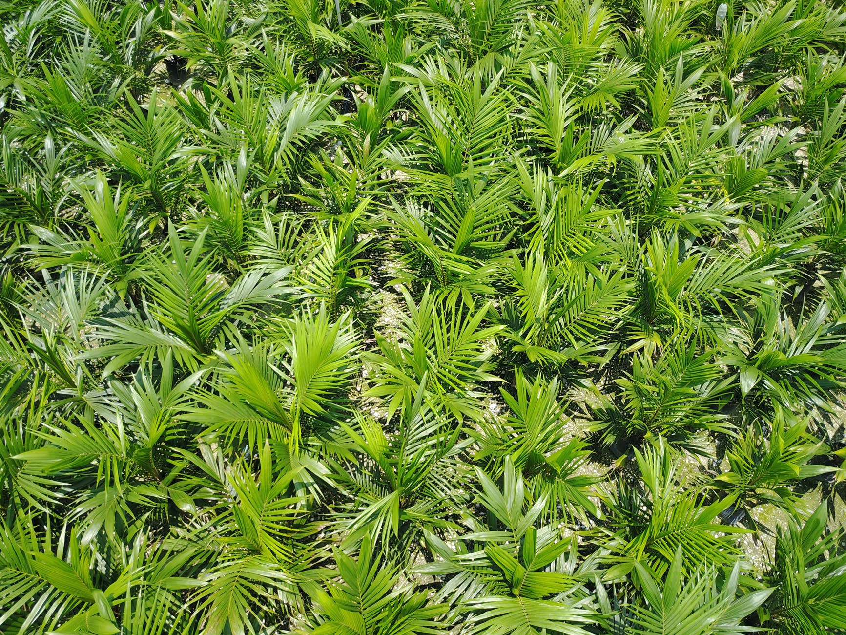 Pexels Photo 1332260