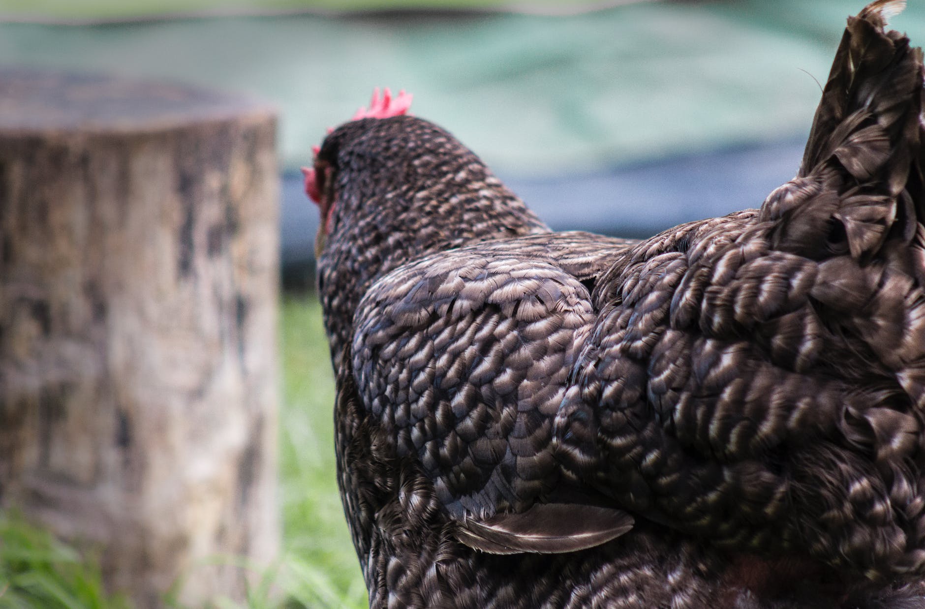 Pexels Photo 1427034