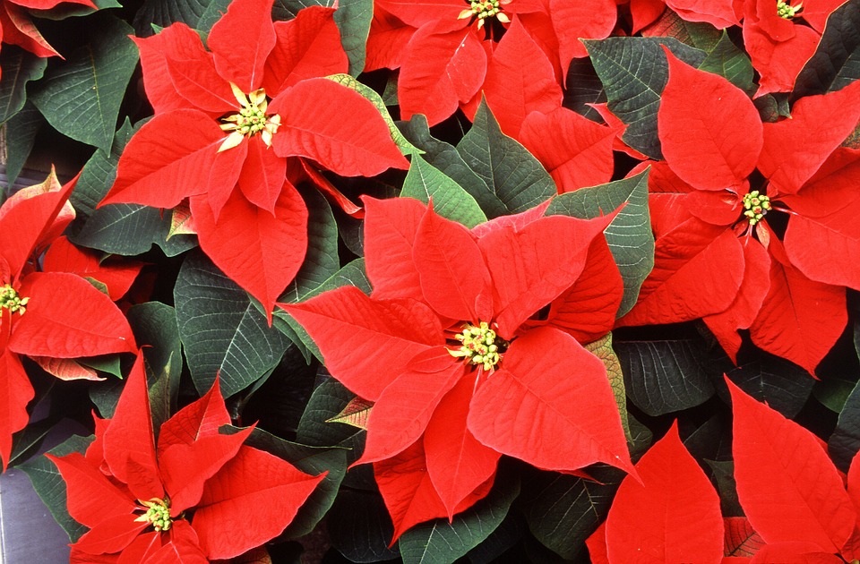 Poinsettia 565591 960 720
